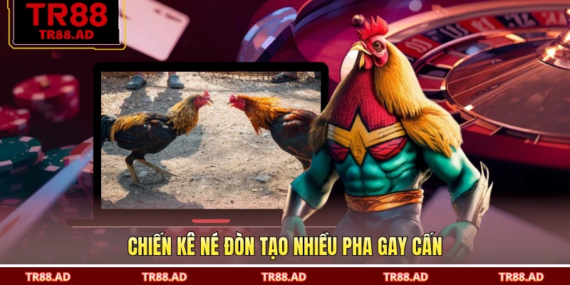 Chiến kê né đòn tạo nhiều pha gay cấn
